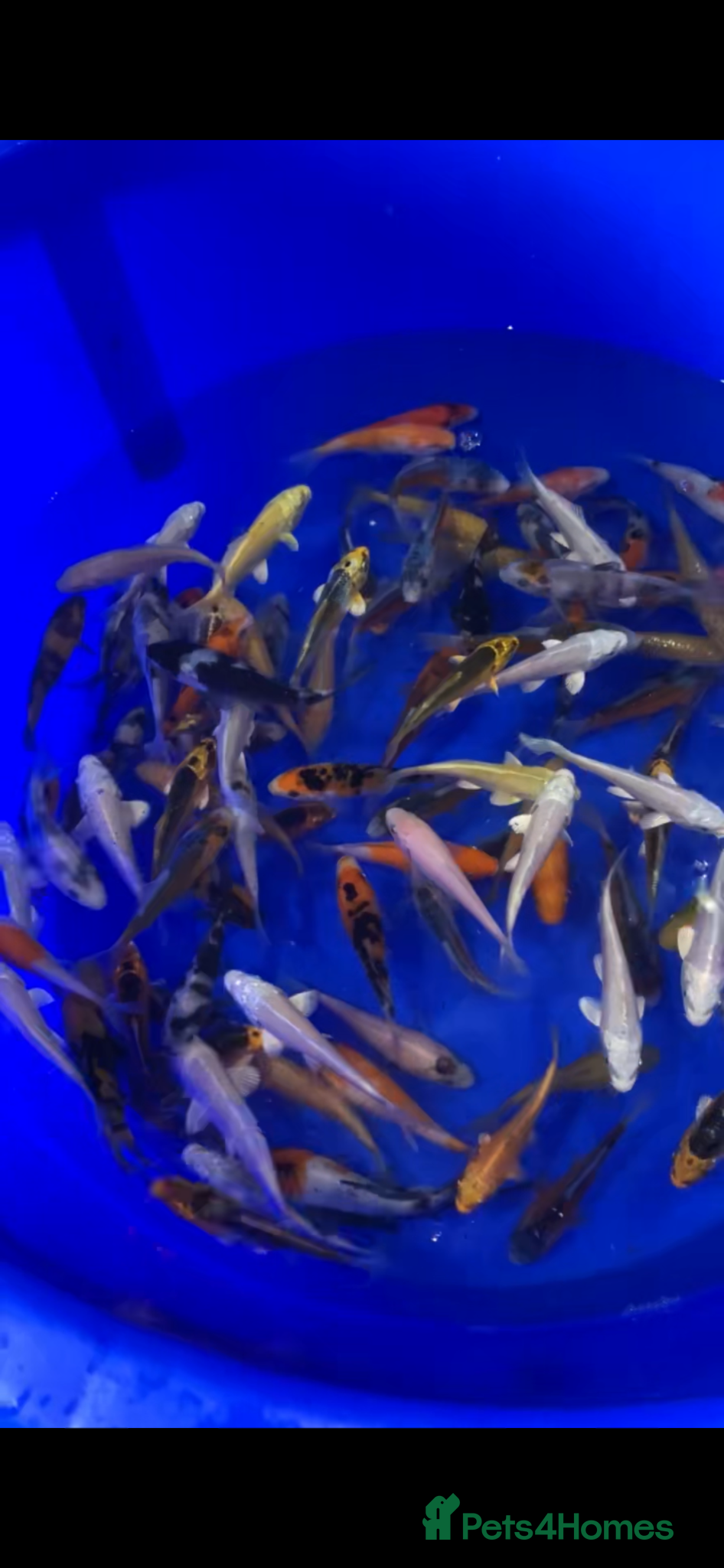 Koi Carp fish 3-4 inch Koi - Advert 7