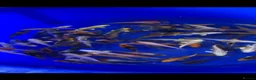 Koi Carp fish for sale: 3-4 inch Koi in Manchester - Advert 1