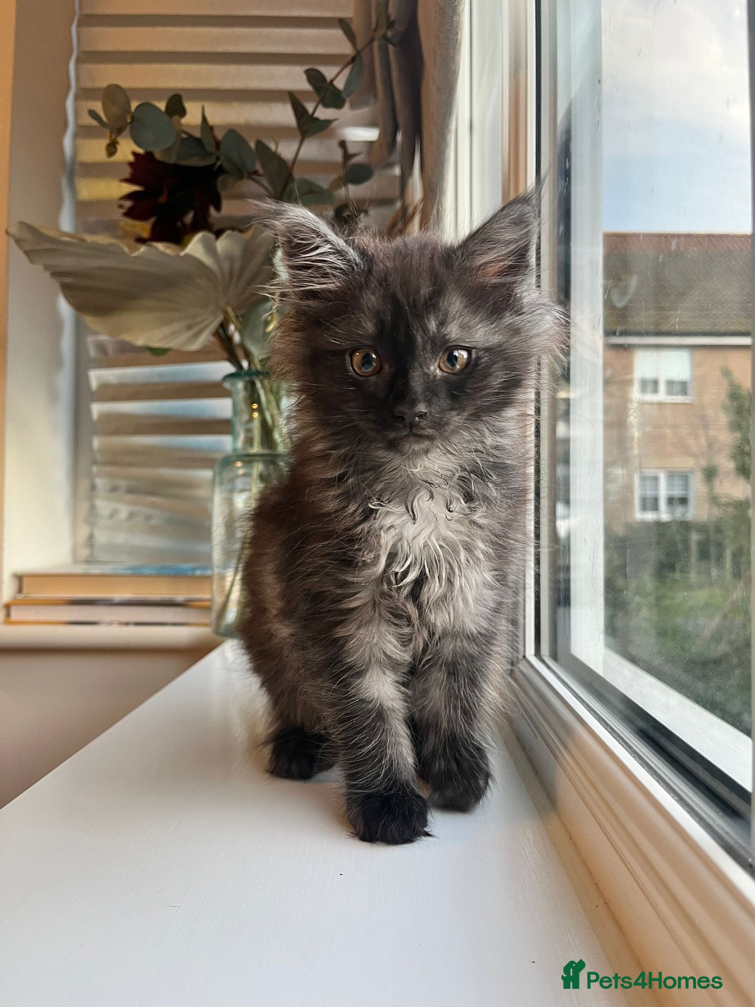 Maine Coon cats Tiny Tigers, Maine Coon Kittens for Sale - Advert 1