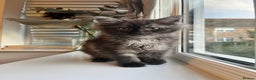 Maine Coon cats for sale: Tiny Tigers, Maine Coon Kittens for Sale - Advert 1