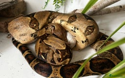 Boa Snake reptiles for sale: 6 foot boa  - Image 3