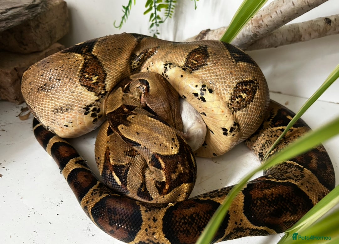 Boa Snake reptiles for sale: 6 foot boa  - Image 3