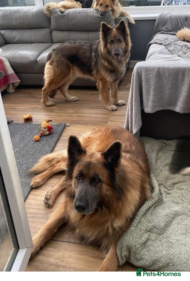 German Shepherd dogs Blue/tan KC pedigree German Shepherd puppies - Advert 2