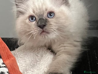 Ragdoll cats for sale: 4xfemales , 1xmale - Advert 1