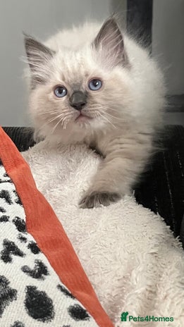 Ragdoll cats 4xfemales , 1xmale - Advert 2