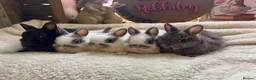 Netherland Dwarf rabbits for sale: Pedigree Netherland dwarf babies   - Advert 6