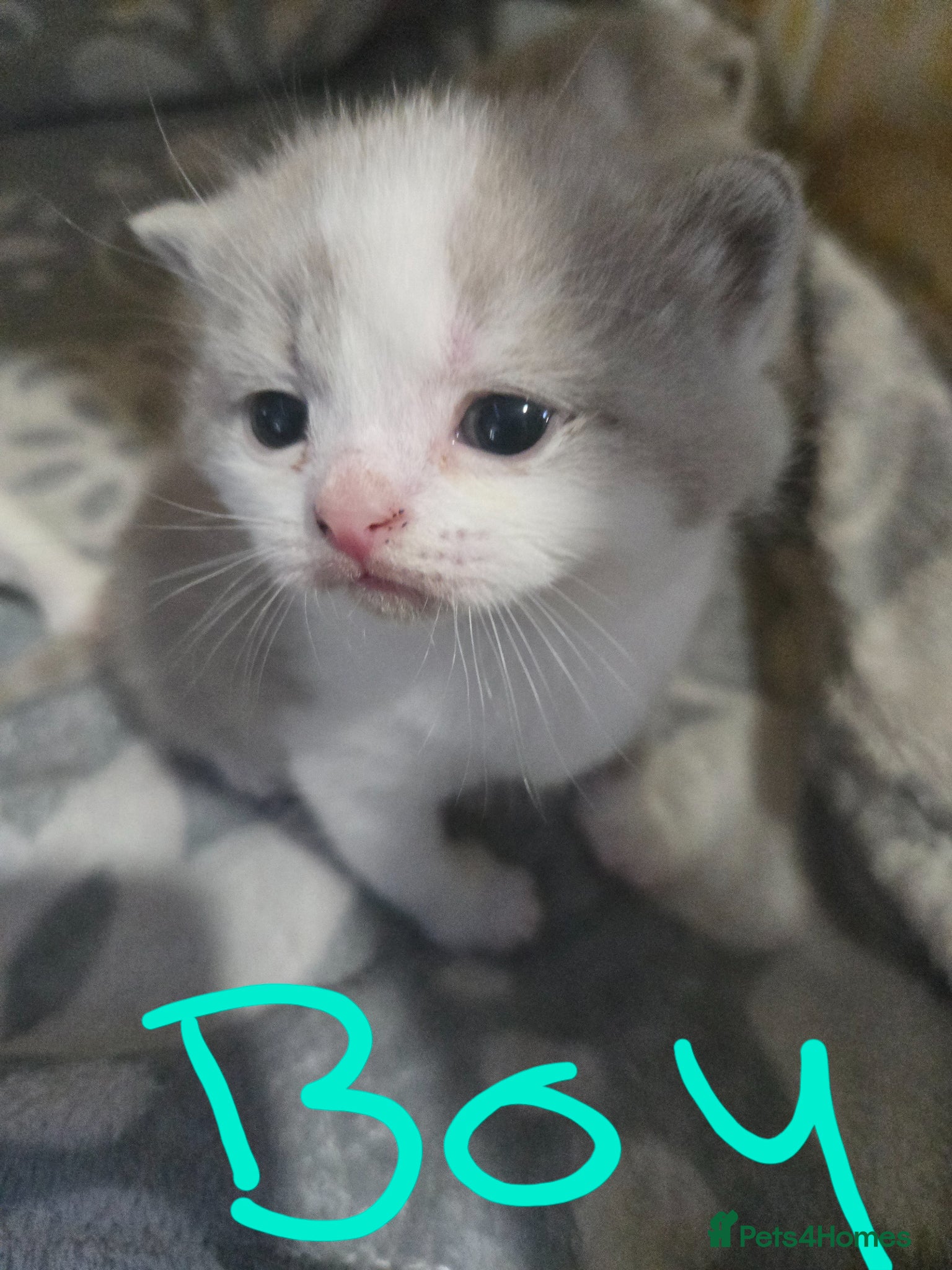 British Shorthair cats  British shorthair only 1 girl and 1 boys left - Advert 13