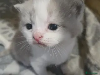 British Shorthair cats British shorthair only 1 girl and 1 boys left - Advert 13