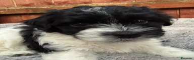 Pip