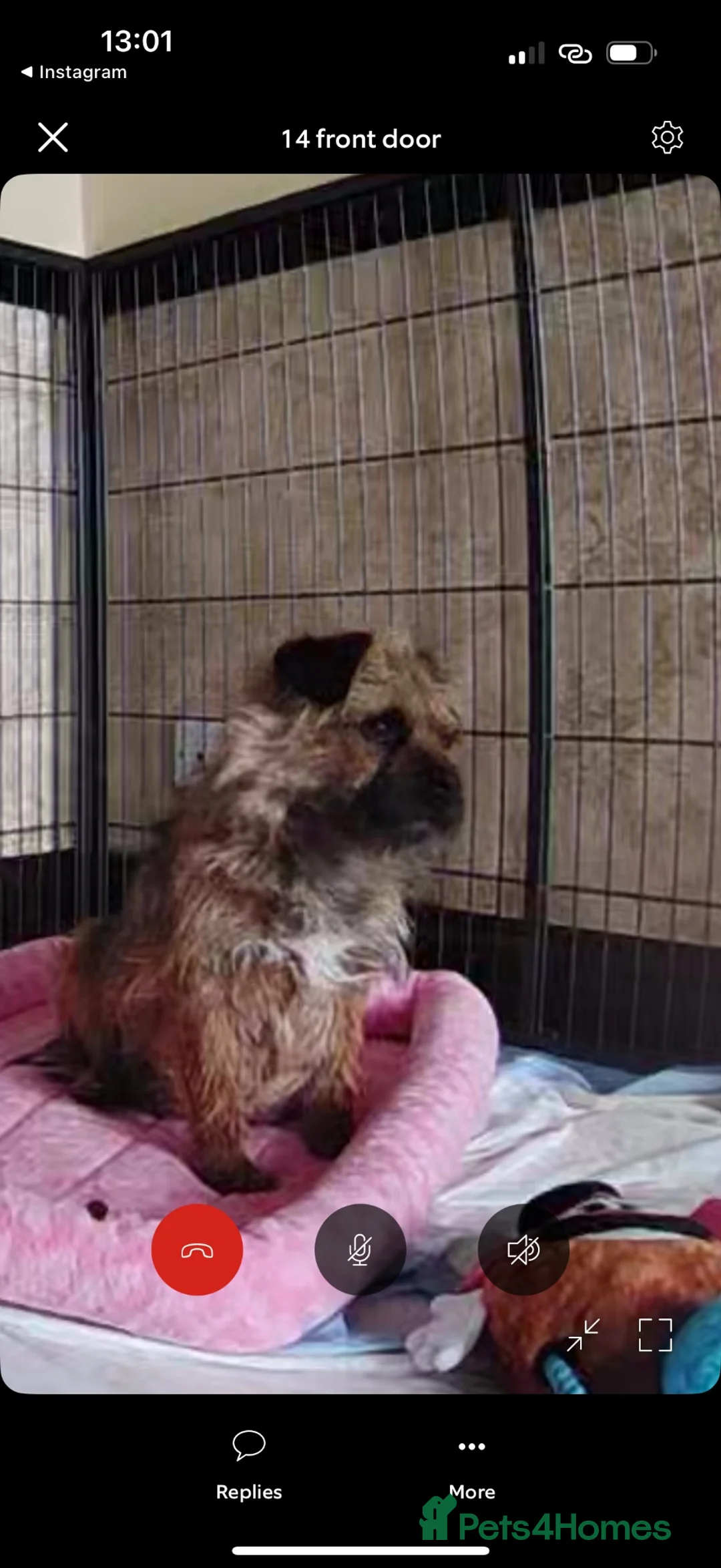 Border Terrier dogs for sale: One girl border puppy - Advert 13