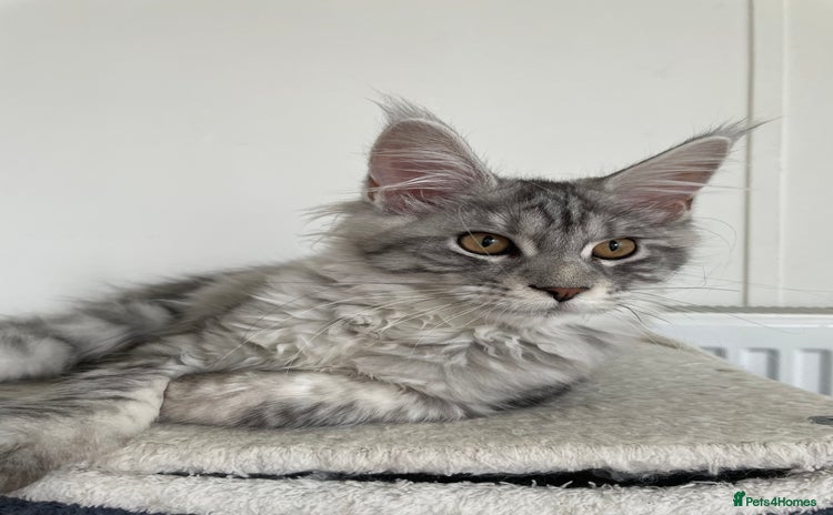 Maine Coon cats - Advert 3