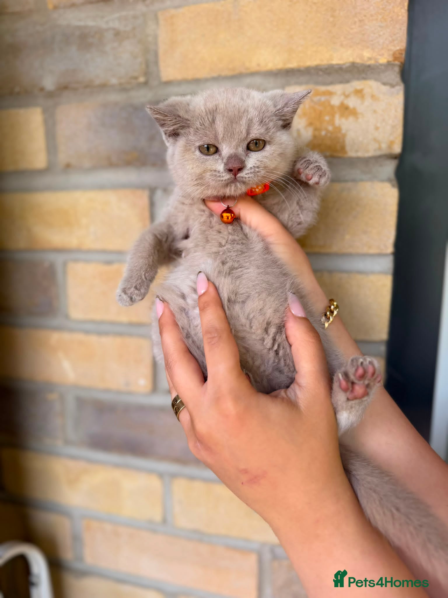 British Shorthair cats for sale: RARE! British Shorthair Kittens Cinnamon & Fawn - Advert 2