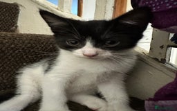 Mixed Breed cats for sale: Playful Kittens 🐾 (Please Read Description) - Image 6