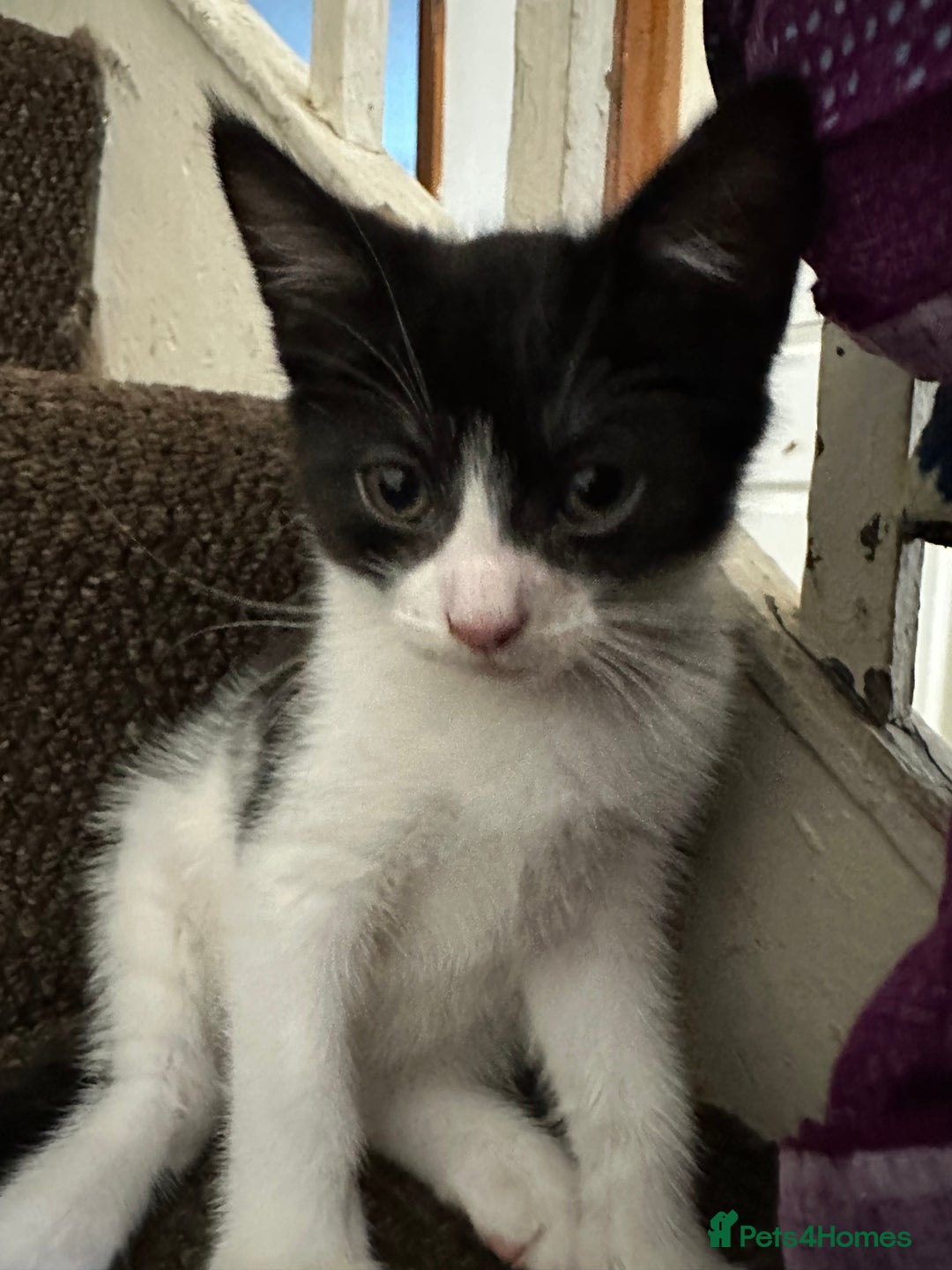 Mixed Breed cats for sale: Playful Kittens 🐾 (Please Read Description) - Image 6