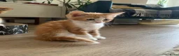 Mixed Breed cats for sale: Meet the Purr-fect Trio: Kurilian Bobtail Mixes - Advert 13