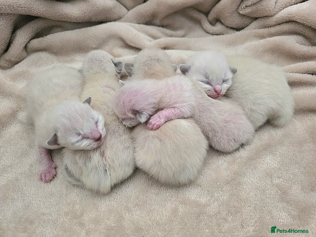 Ragdoll cats for sale: Gorgeous Ragdoll Kittens - Advert 16