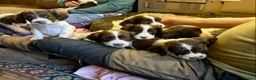 English Springer Spaniel dogs for sale: Spring into Spring with a lovely Springer - Advert 12