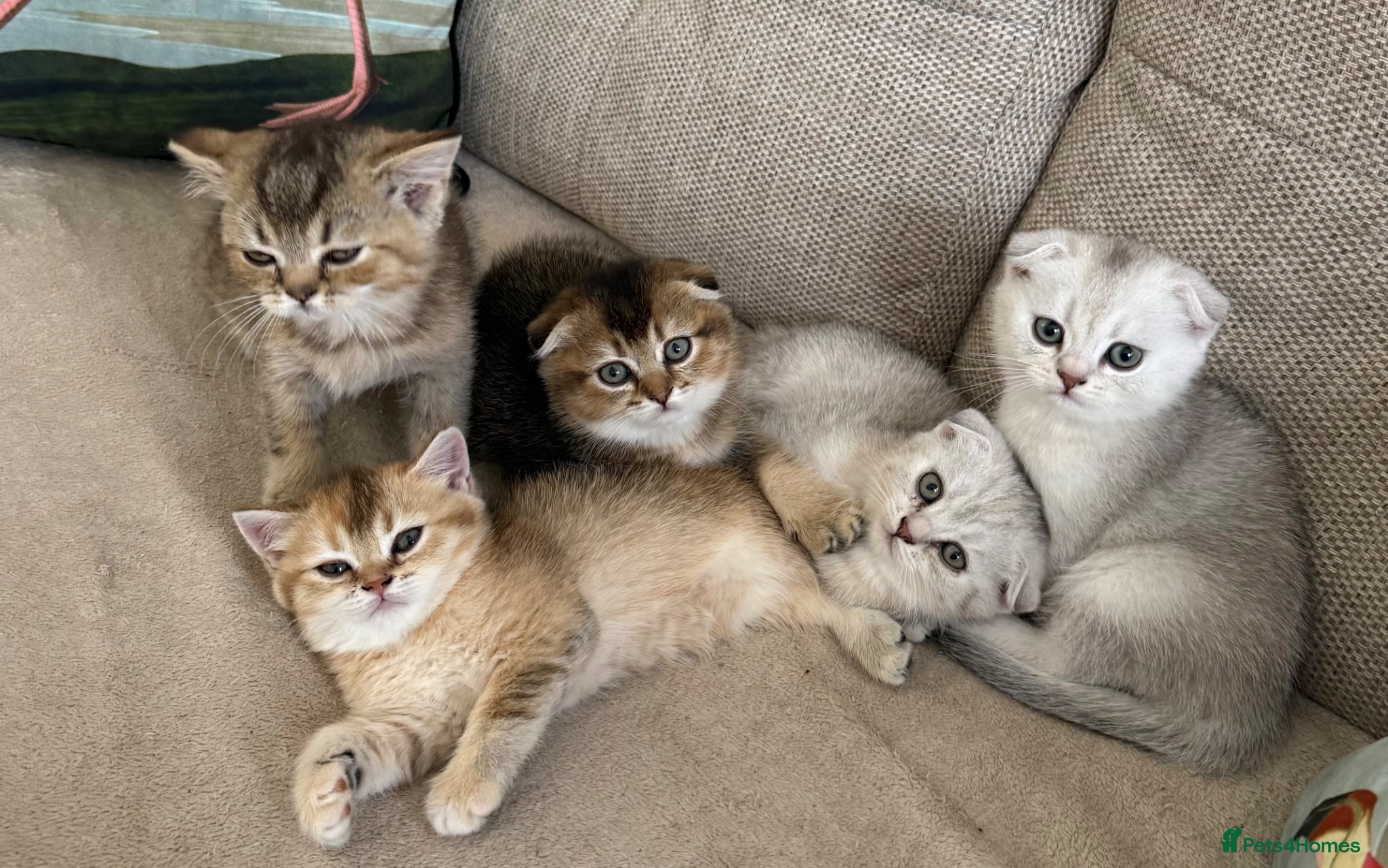 Scottish Fold cats Scottish fold and straight - Advert 7