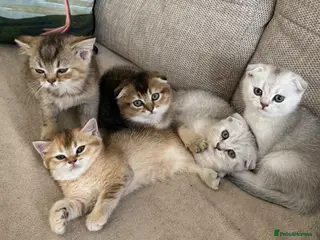 Scottish Fold cats Scottish fold and straight - Advert 7