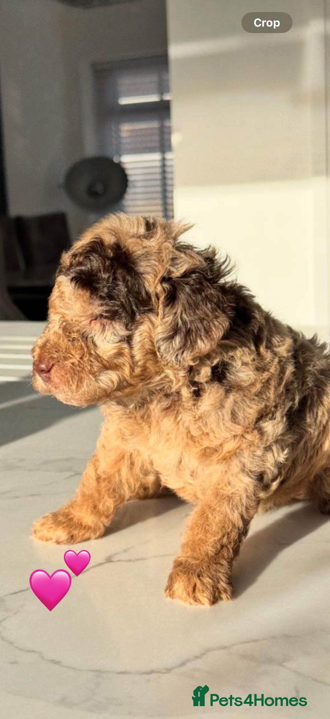 Cockapoo dogs for sale: Gorgeous Chocolate Cockapoo litter  - Advert 8