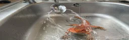 Bearded Dragon reptiles for sale: Stunning red bearded dragon with enclosure - Advert 6