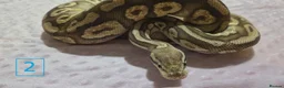 Python Snake reptiles for sale: rehoming/ breeding snakes - Advert 16
