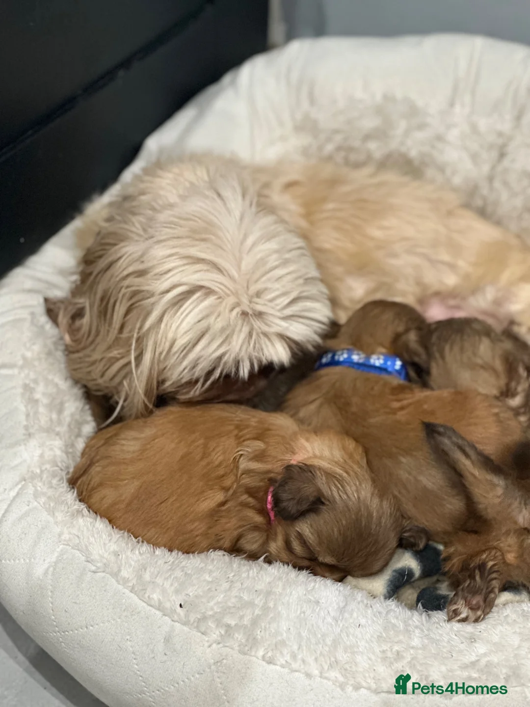 Shih Tzu dogs for sale: Beautiful imperial Shih Tzu puppies  - Advert 18