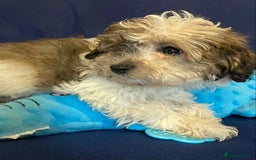 Mixed Breed dogs for sale: Beautiful Shihpoo cross maltese puppies - Image 15