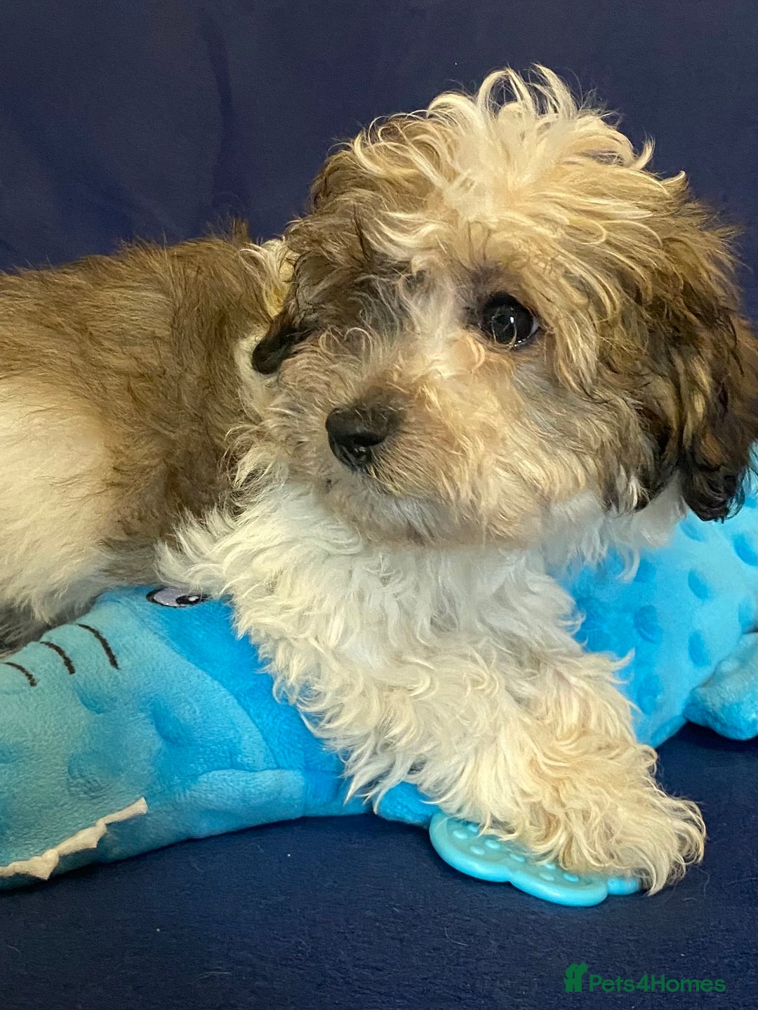 Mixed Breed dogs for sale: Beautiful Shihpoo cross maltese puppies - Image 15