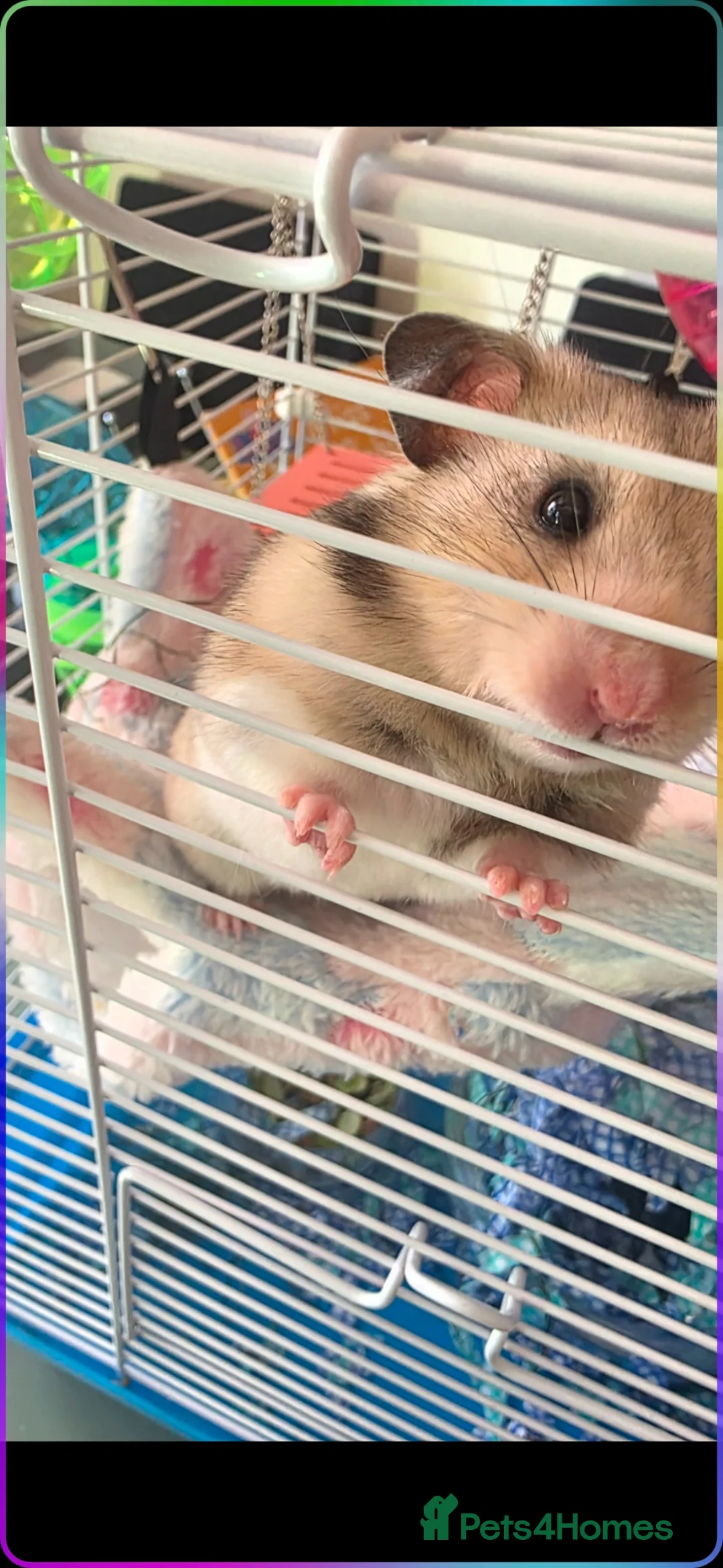 Hamster rodents for sale: Female Syrian Hamster +cage &accessories  - Advert 2