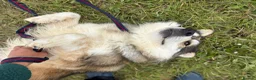 Mixed Breed dogs for adoption: Lyric - Norwich Norfolk  - Advert 5