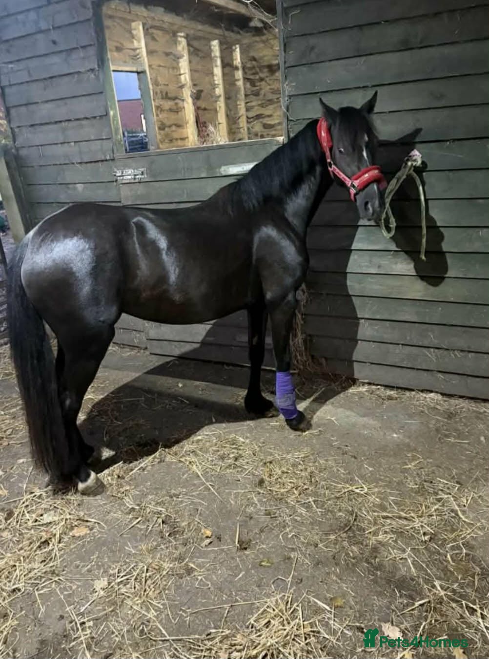 Welsh Section C horses Welsh Cob 13HH - Advert 1