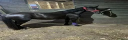 Welsh Section C horses for sale: Welsh Cob 13HH in Burry Port - Advert 1