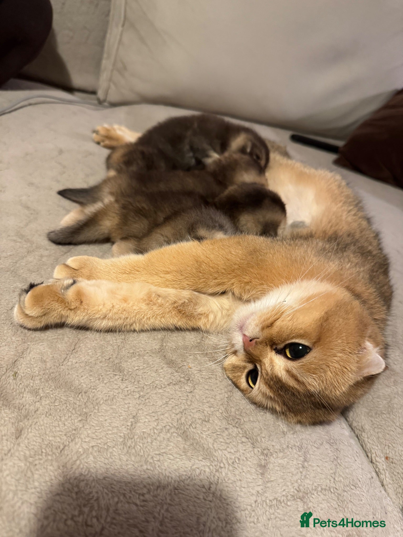 Scottish Fold cats Scottish fold and British shorthair kittens - Advert 2