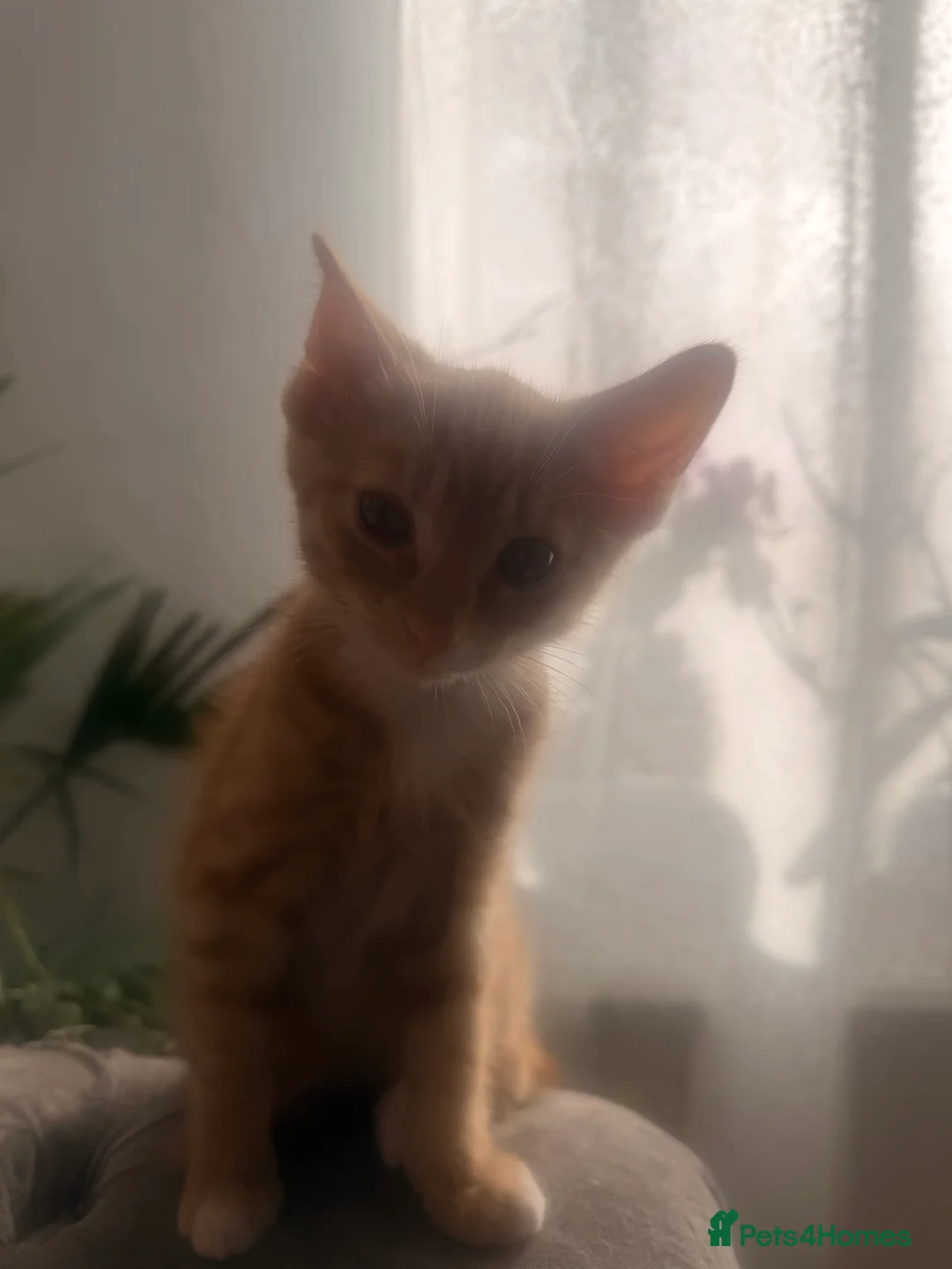 American Shorthair cats for sale: Male American short hair  in Leigh - Advert 4