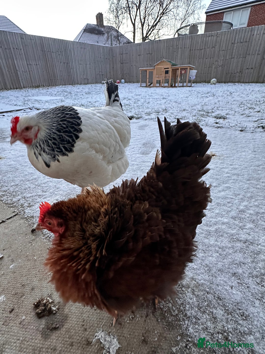 Chickens poultry for sale: Two Hens for Rehoming – Very Friendly - Advert 8