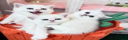 British Shorthair cats for sale: 😻TICA British Shorthair kittens 😻 - Advert 8