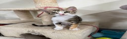 Domestic Shorthair cats for sale: Sally Needs a Home🐱 - Advert 4