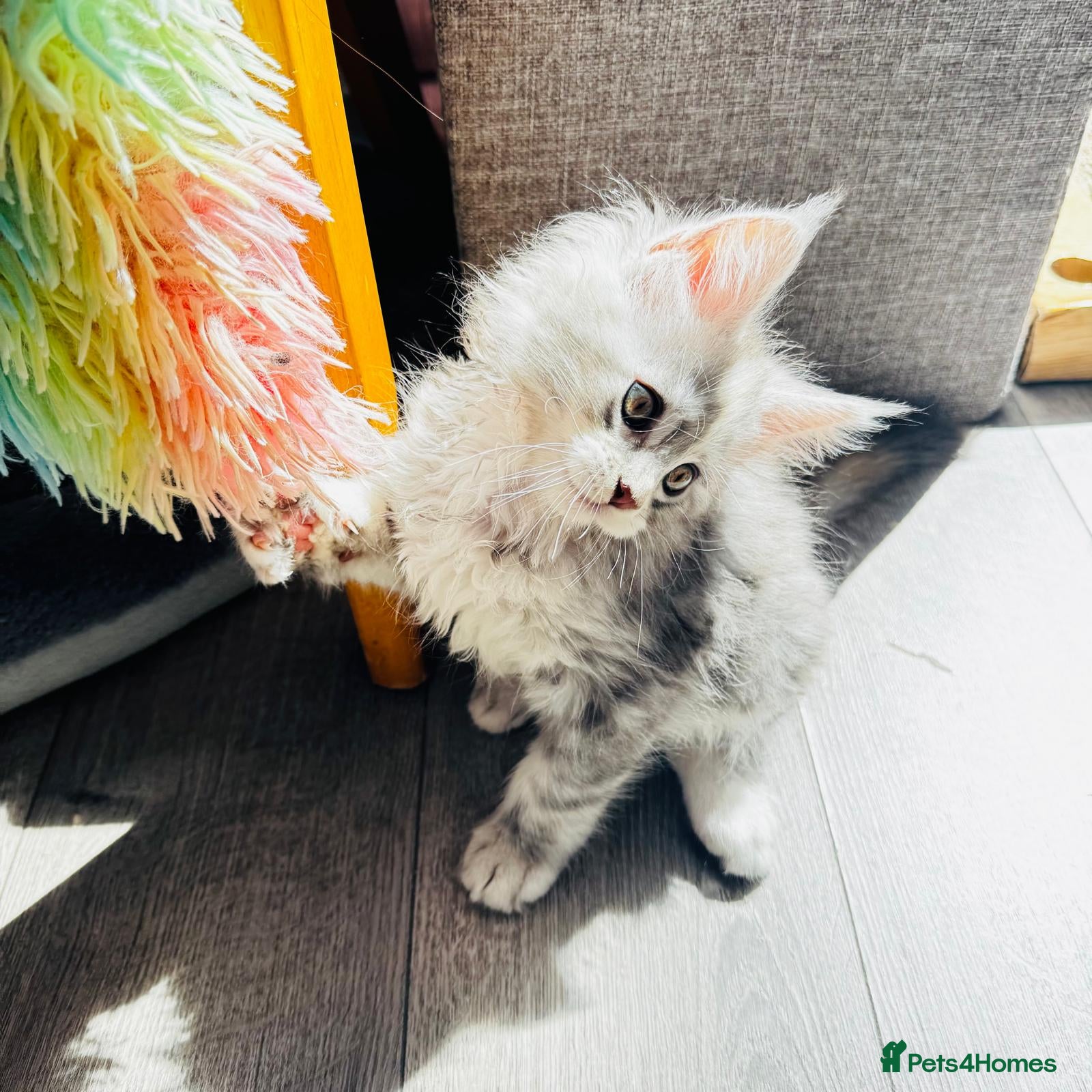Maine Coon cats Pure breed XXL Maine Coon kittens  - Advert 10