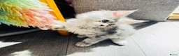 Maine Coon cats for sale: Pure breed XXL Maine Coon kittens  - Advert 4