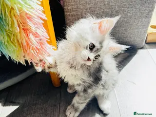 Maine Coon cats Pure breed XXL Maine Coon kittens - Advert 10