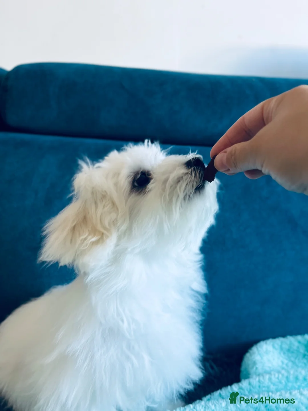 Maltese dogs for sale: ONE SMALL FLUFFY MALTESE BOY - Advert 1