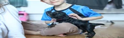 Cocker Spaniel dogs for sale: One female puppy left  - Advert 24