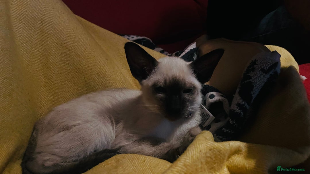 Siamese cats for sale: Seal Point Siamese Kittens  - Image 3