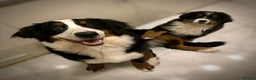 Bernese Mountain Dog dogs for sale: Family pets looking for forever home  - Advert 10