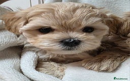 Maltipoo dogs for sale: TINY KOREAN F1 MALTIPOO PUPS - Image 4