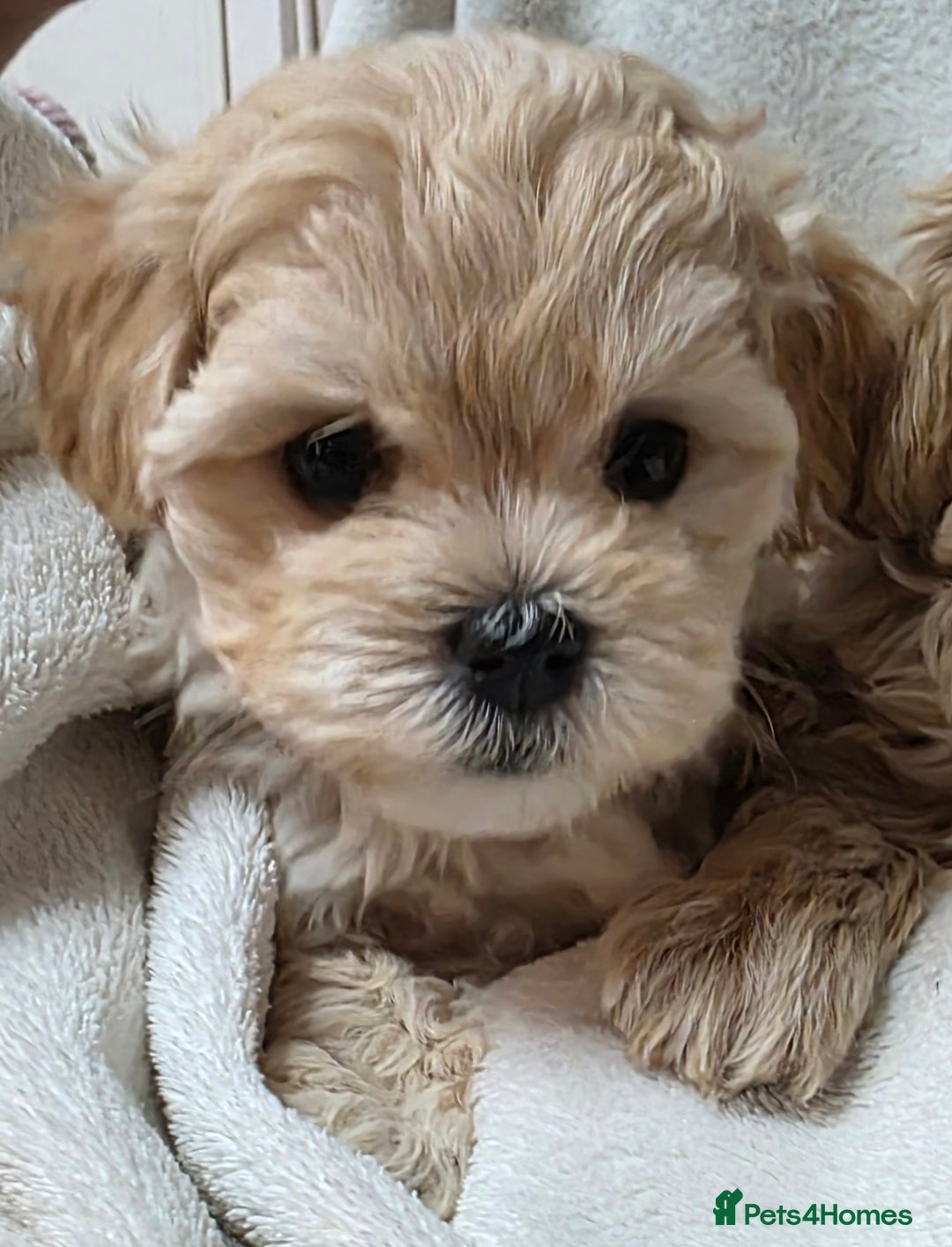 Maltipoo dogs for sale: TINY KOREAN F1 MALTIPOO PUPS - Image 4