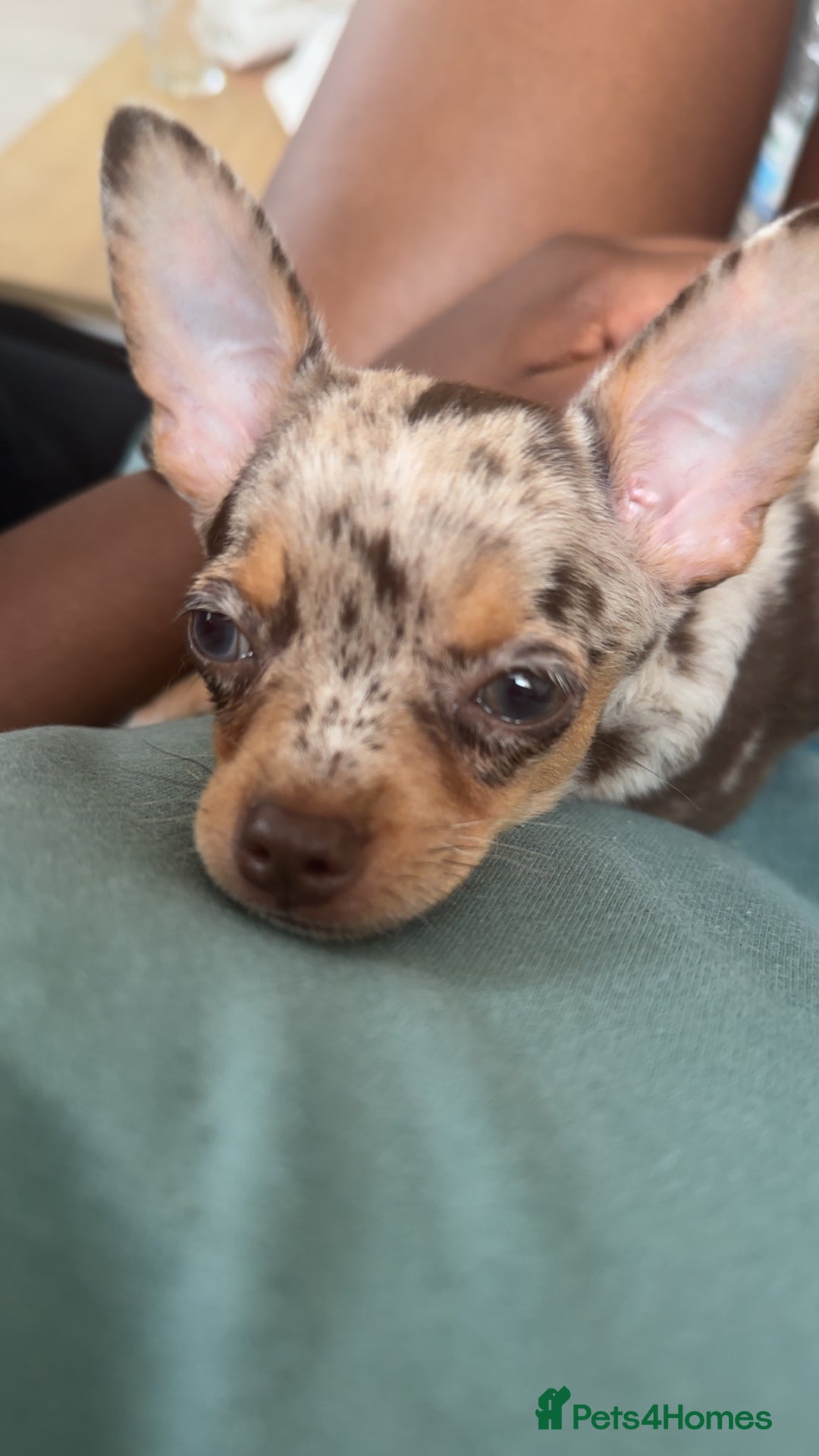 Chihuahua dogs for sale: Meet Reggie  - Image 1