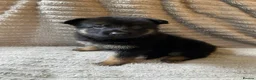 German Shepherd dogs for sale: German Shepherd Puppies - Advert 7