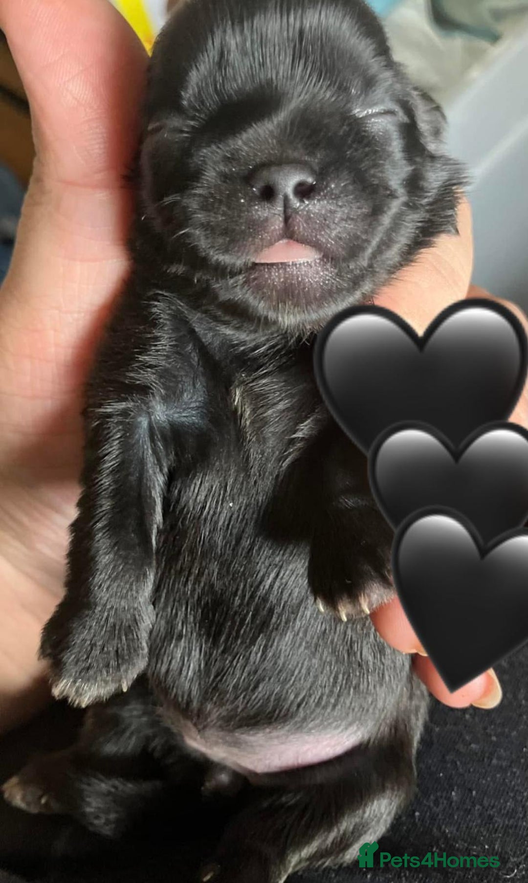 Shih Tzu dogs for sale: Shih Tzu Puppies  - Image 12